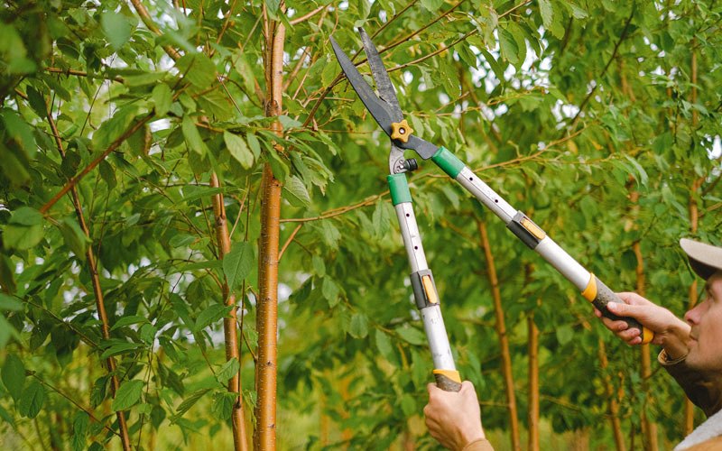 Tree trimming in Loup City, NE